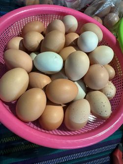 Fresh eggs