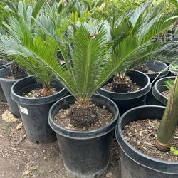 Sago Palm