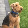 Bruce the Airedale