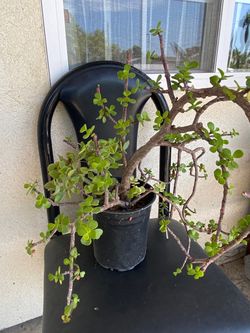 Jade Plant in Black Nursery Pot
