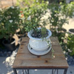 #1 Ceramic Pot with Succulents. Easy care.