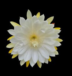 Nikko San Epiphyllum Cutting