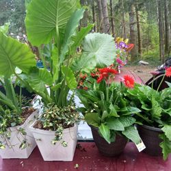 New Potted Plants And Hanging Plants New
