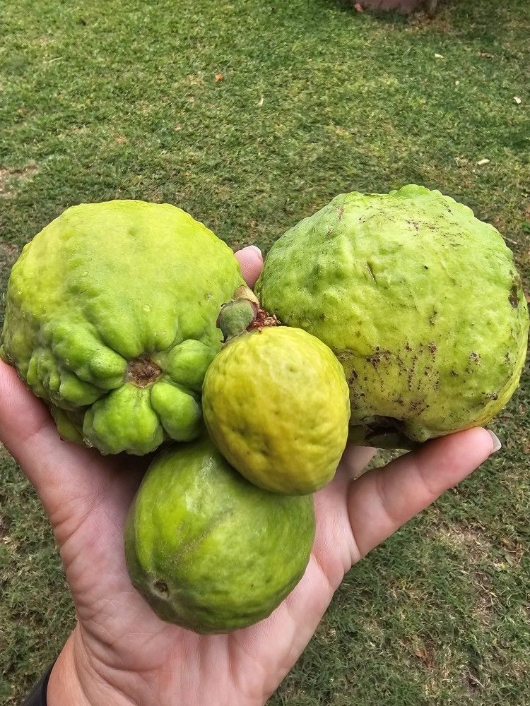 Guayabas $4 lb