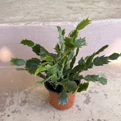 Suculenta Planta