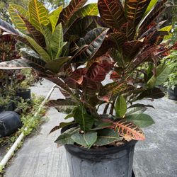 Croton Petra 