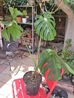 MONSTERA PLANT ALMOST 3 FT