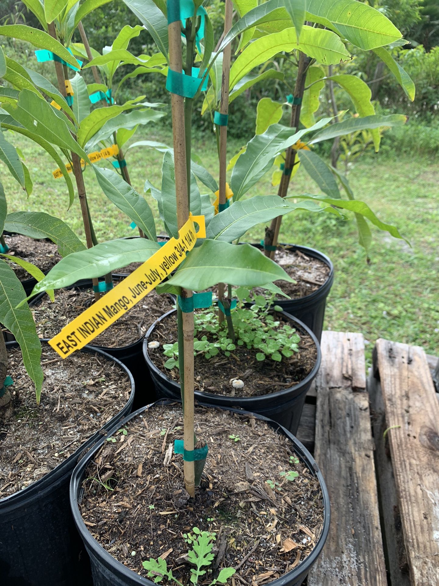Grafted East Indian Mango Tree At LOVE Plant Nursery Address 5836 Avocado Blvd West Palm Beach Florida 33411
