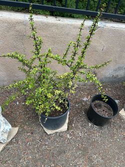 Large plant