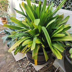 Open big plant yard sale now !!!! Everything is for sale!!!