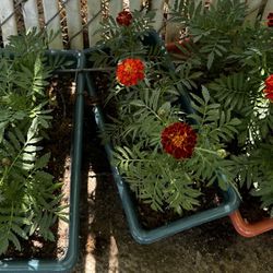 Marigold Plants!!! 🪴 ❤️🥳