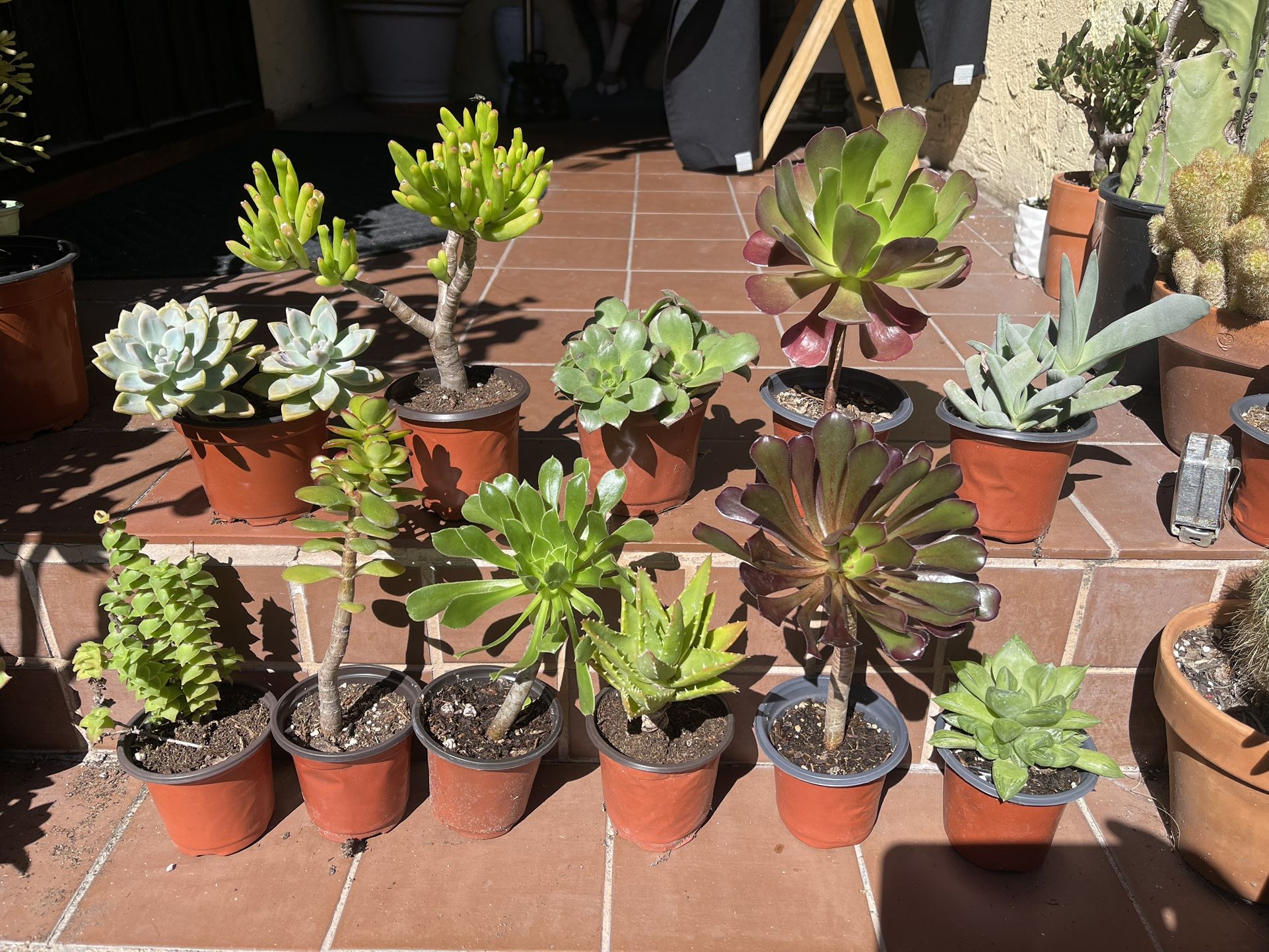 Many Different types of Succulents