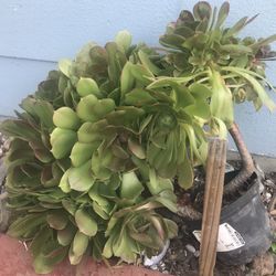 Large Aeonium Arboreum