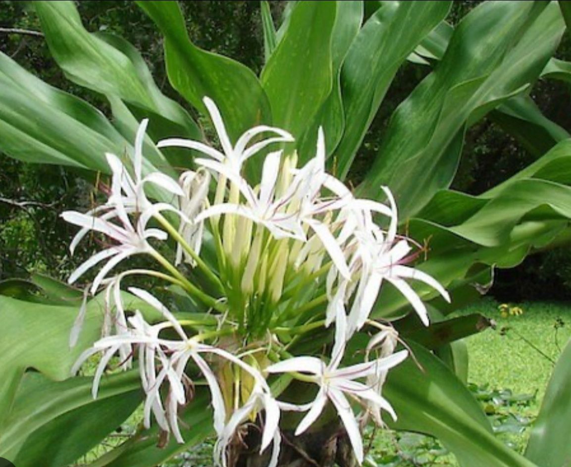White Crinum asiaticum