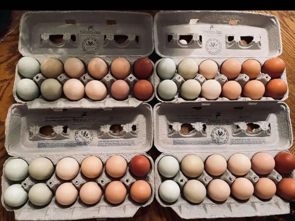 Farm Fresh Eggs $4/dz ~ self serve