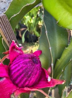 Dragon Fruit Plant