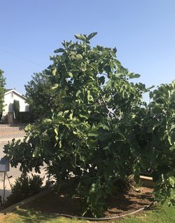 Beautiful Mature Fig Tree