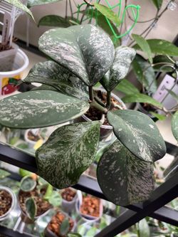 Hoya Obovata Silver Splash
