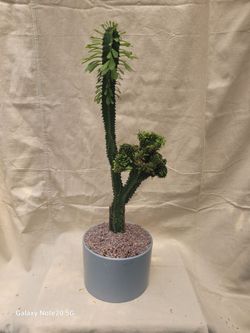 Euphoria crested