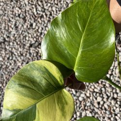 Variegated Monstera Aurea Plant Cutting ( Pls Read Description Below)