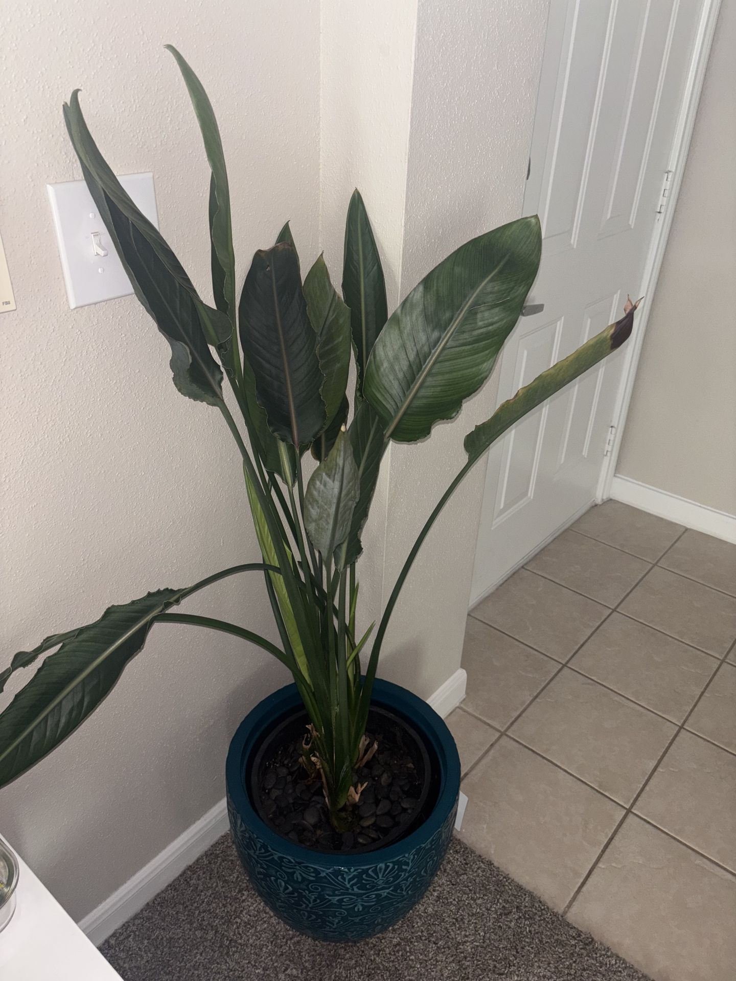Real plant