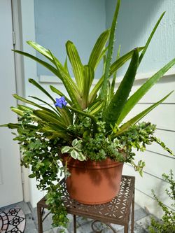 Aloe/plant in plastic pot