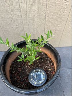Young Dwarf Olive Tree With Black Ceramic Pot