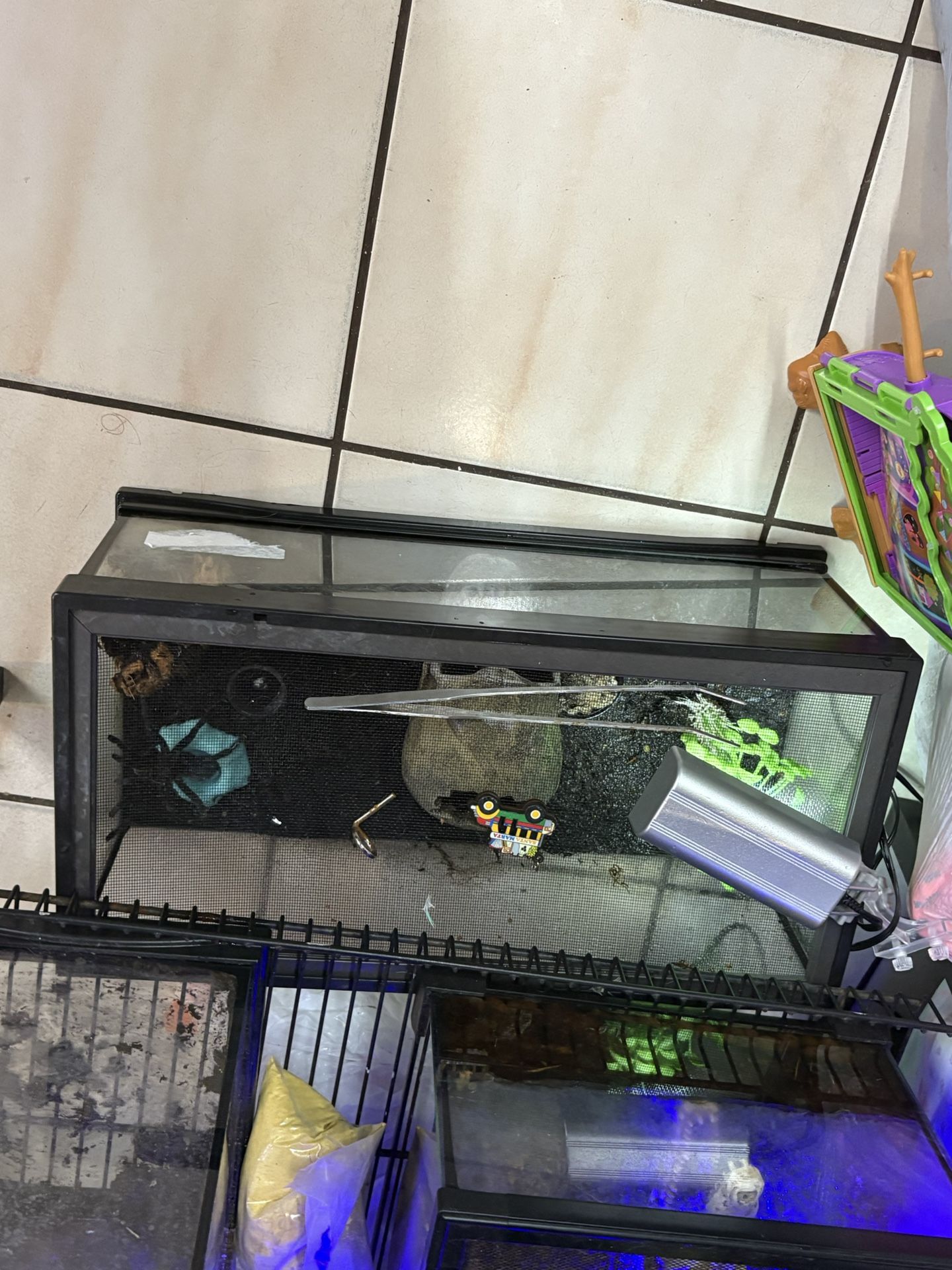 Gooty Ornamental Tarantula 