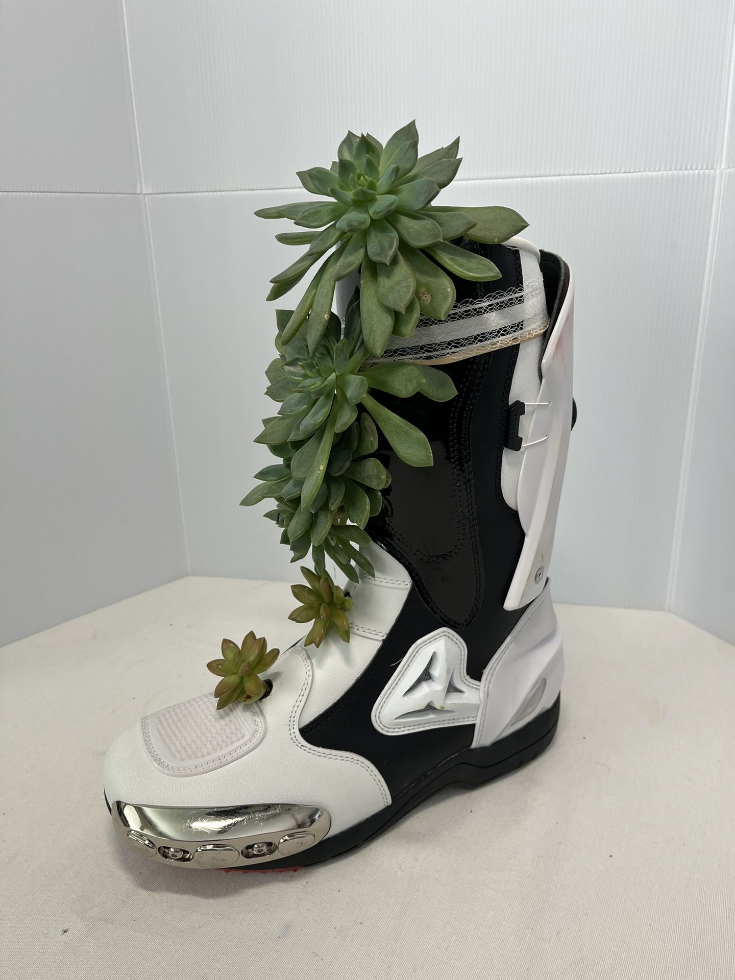 Succulent Plants On BOOT