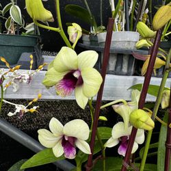 Dendrobium orchid pot 4” 