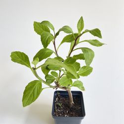 Longevity Spinach, Rooted Plant