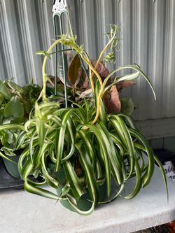 Spider plant
