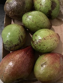 Large Organic Avocado 