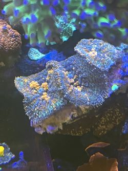 Sunkist Coral Led Lights