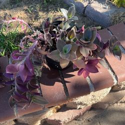 Patio Plant In One gallon pot 