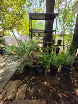 Texas sage plants