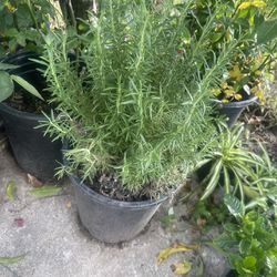 Rosemary Plant For Garden