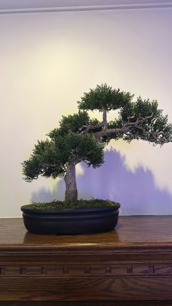 Cedar Bonsai 16" Silk Plant"