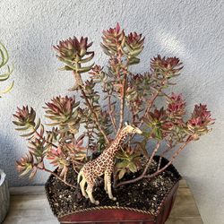 Succulent Canopy With A Giraffe