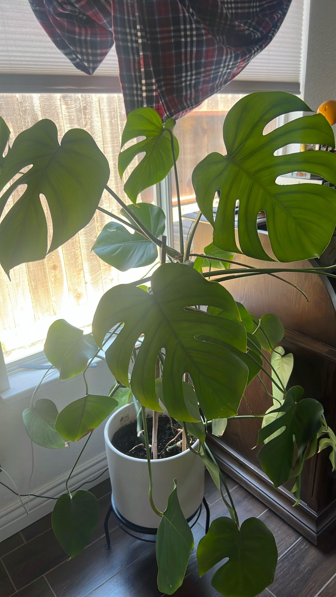 Healthy Plant