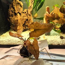 Aquatic Red Lily Bulb Plant