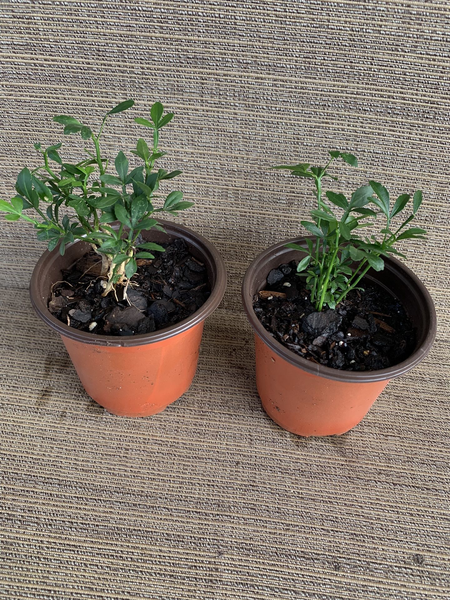2 Small Pots Group Of Miniature Flying Dragon Tree, Perennial Comes Back Each Year, Full Sun To Partial Shade, Slow Growing