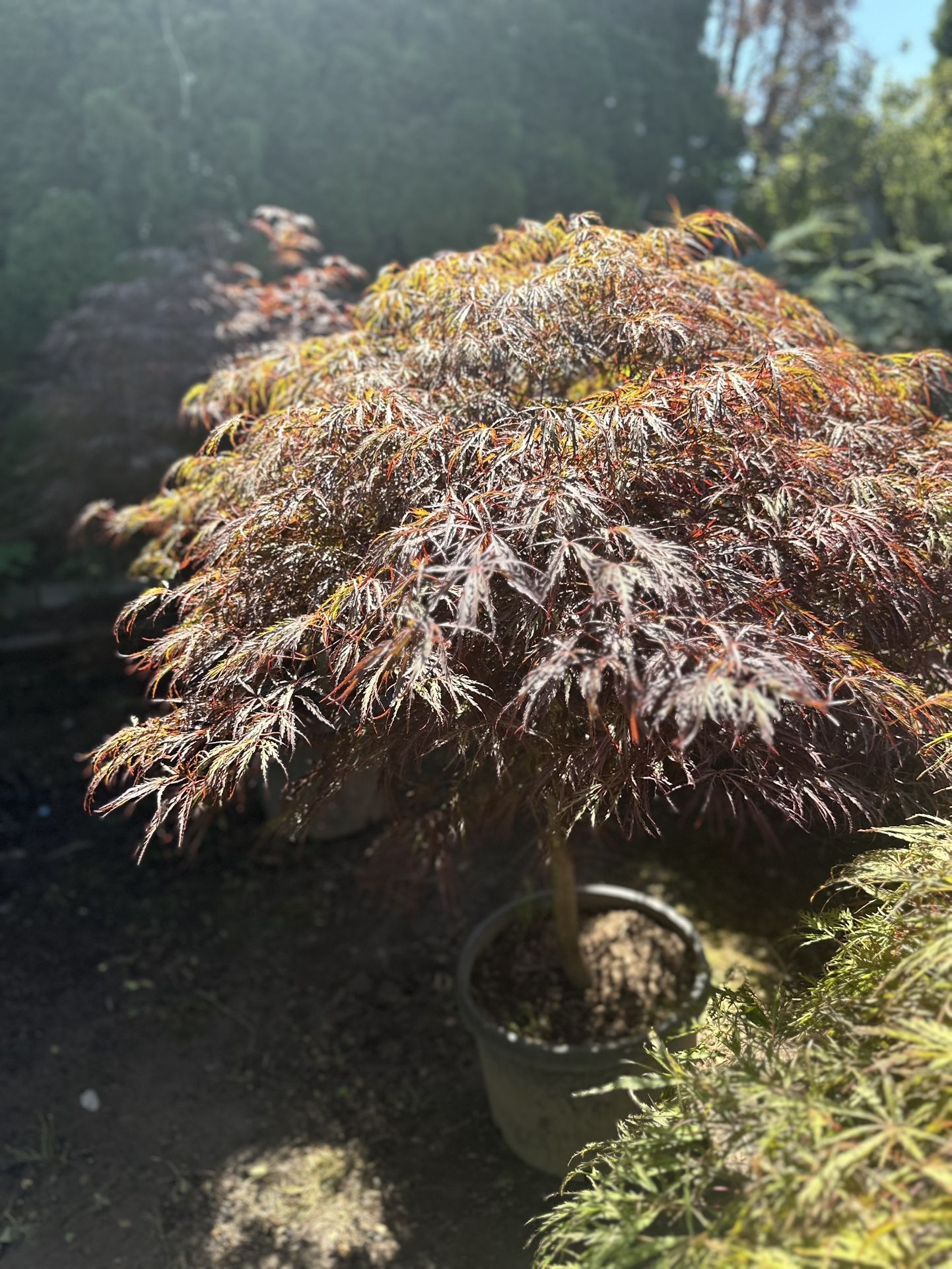 Maples