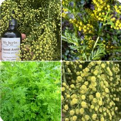 Artemisia annua-sweet wormwood herb Seeds or ching hao or bejturan -slatki pelem caj.