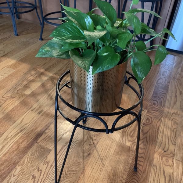 Beautiful Plant With Cb2 Planter for Sale in Bayonne, NJ - OfferUp