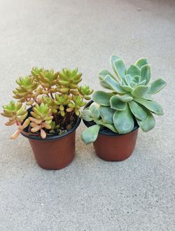 Succulents plants 🪴（2 for $5）