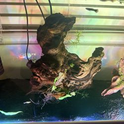 20 Gallon Tall Rimless Aquarium Fish Tank