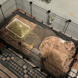 4x2 cages