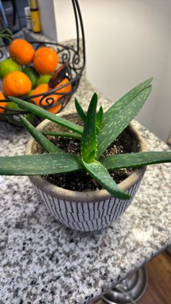 Aloe
