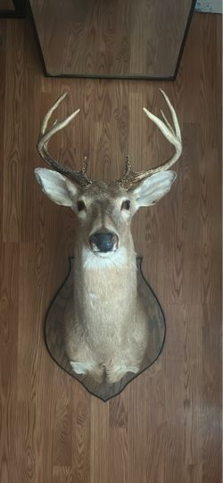 Whitetail deer mount
